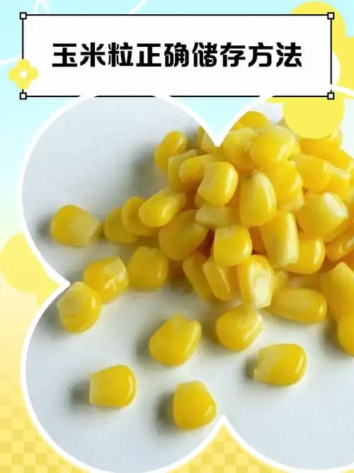 饲用玉米粒