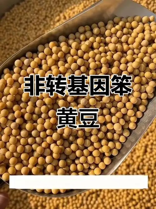 非转基因大豆