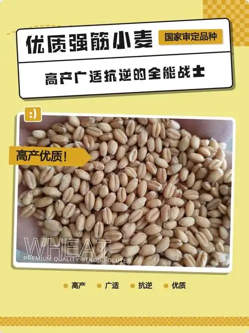 强筋小麦