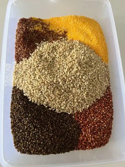 高粱饲料粮
