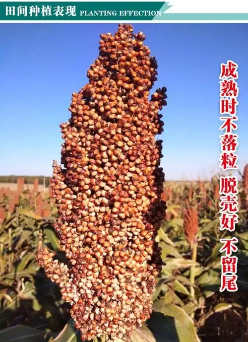 高产小麦种子