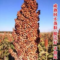 高产小麦种子