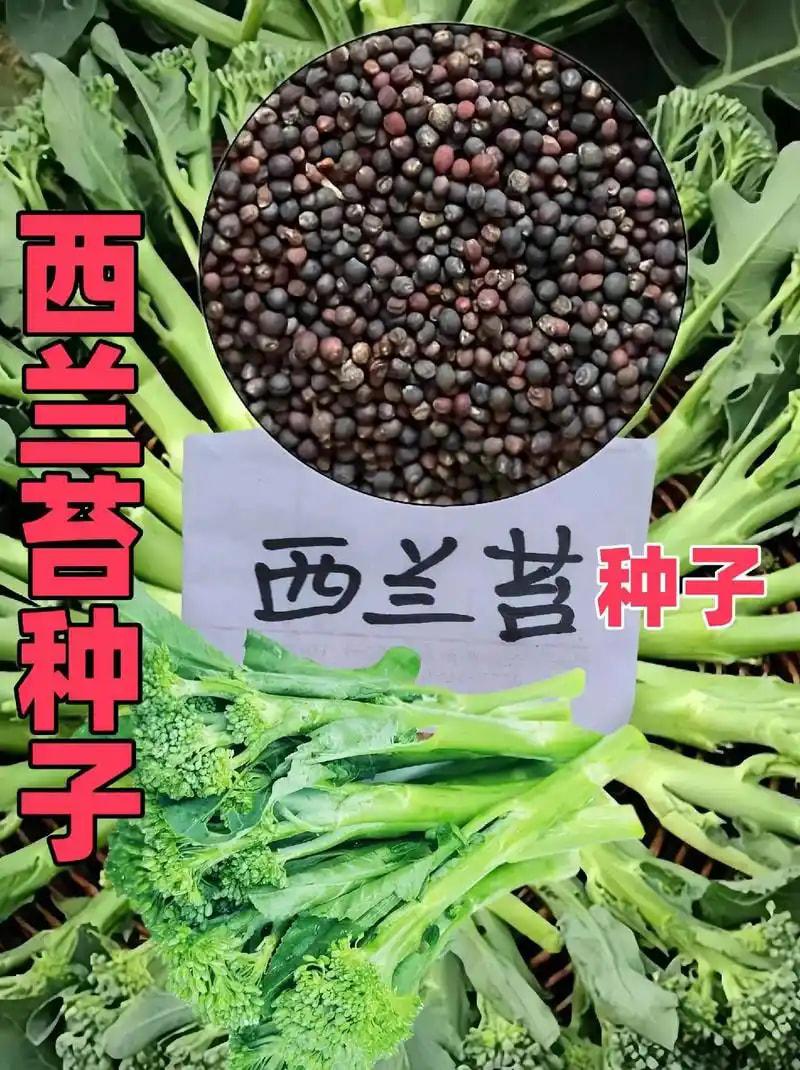 番茄杂交种子