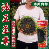 高油油菜种子