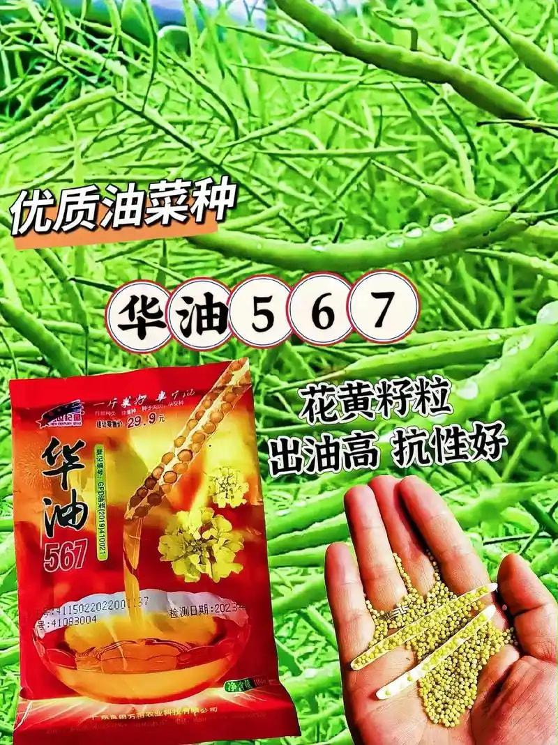 抗病棉花种子