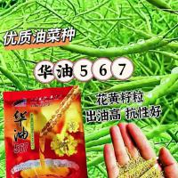 抗病棉花种子