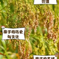 强筋小麦