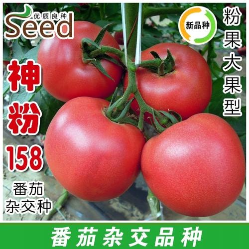 黄瓜温室种子