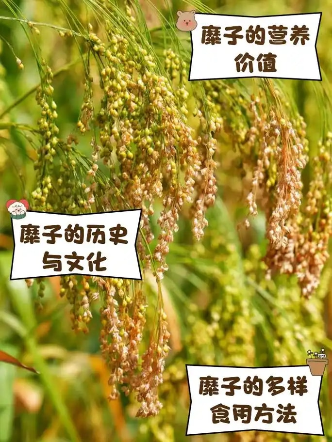 粳稻原粮