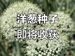 农作物种业博览会