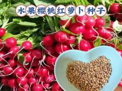 农林废弃物焚烧替代方案