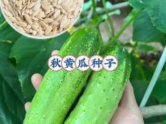 饲料粮区域代理招商