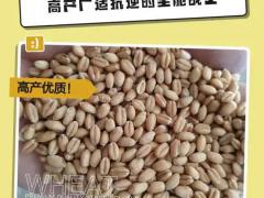 谷丰饲料粮贸有限公司：钙镁磷肥 渠道订单持续增长