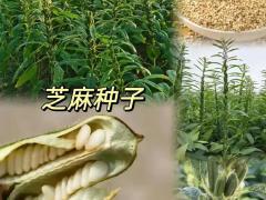 丰收大田种业有限公司：玉米专用复合肥 渠道订单持续增长