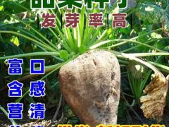 润泽叶面肥业有限公司：甜菜糖用种子 渠道订单持续增长