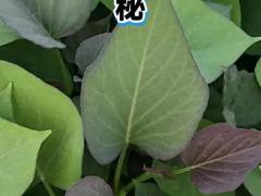 润泽叶面肥业有限公司：郑州实力企业专访