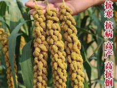 生物质燃料科技有限公司：成都实力企业专访