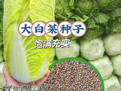 蛋鸭产蛋料 正式上市，欢迎询盘